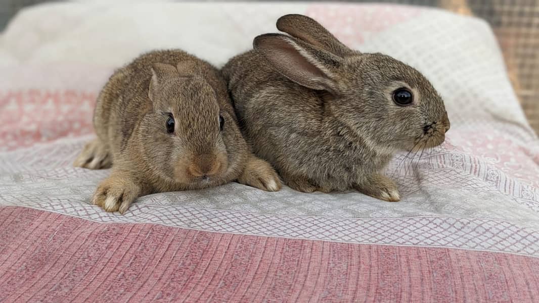 Rabbit/holland/hotot drawf /khargosh /imported bunny /Newzeland/flamis 6