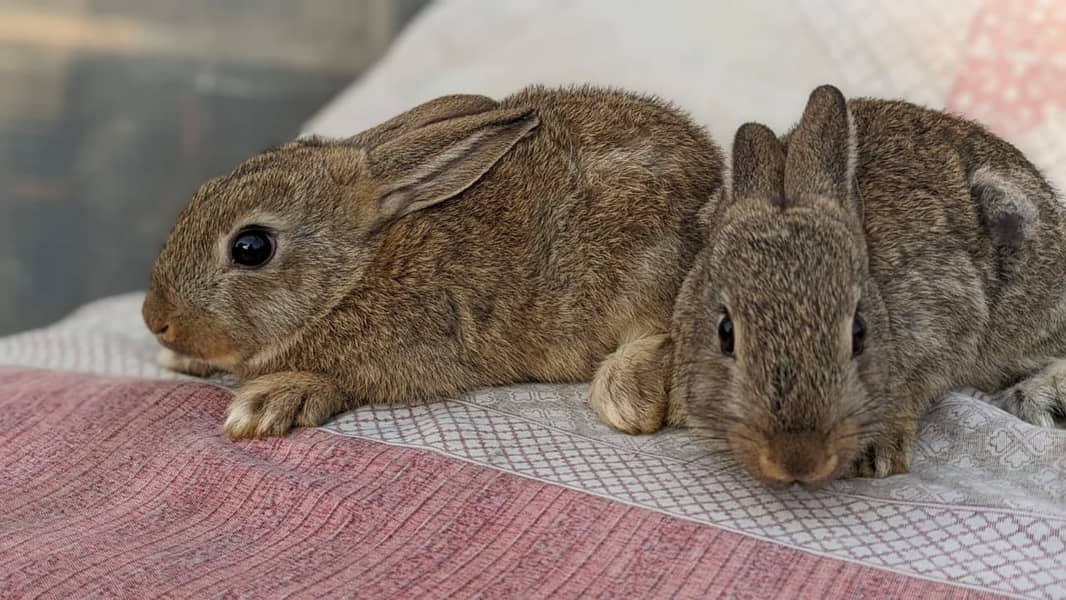 Rabbit/holland/hotot drawf /khargosh /imported bunny /Newzeland/flamis 7