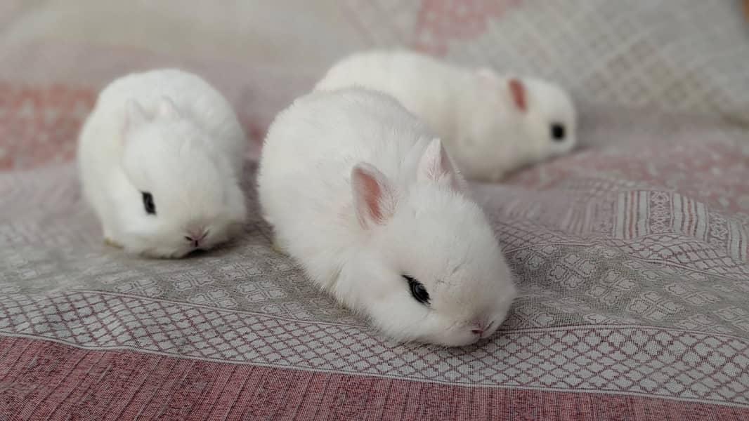 Rabbit/holland/hotot drawf /khargosh /imported bunny /Newzeland/flamis 8