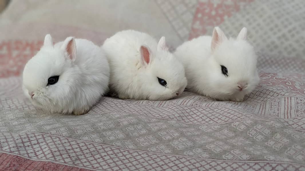 Rabbit/holland/hotot drawf /khargosh /imported bunny /Newzeland/flamis 10