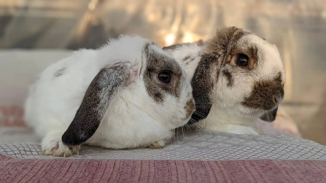 Rabbit/holland/hotot drawf /khargosh /imported bunny /Newzeland/flamis 11