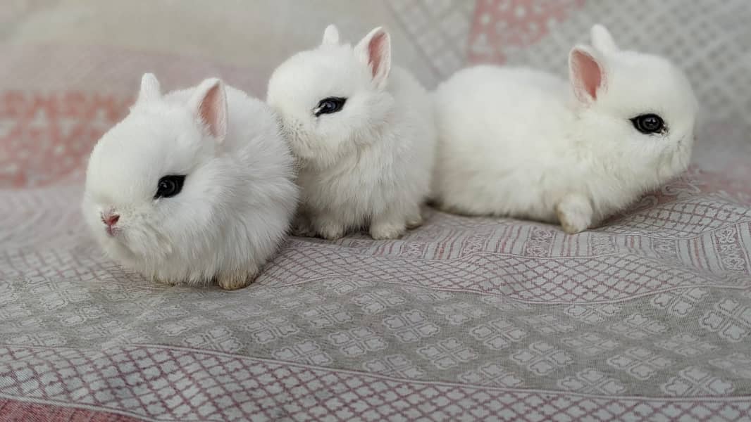 Rabbit/holland/hotot drawf /khargosh /imported bunny /Newzeland/flamis 12