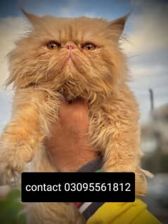 Piki face Male Cat Available For StUd service