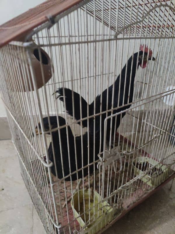 Australorp 1