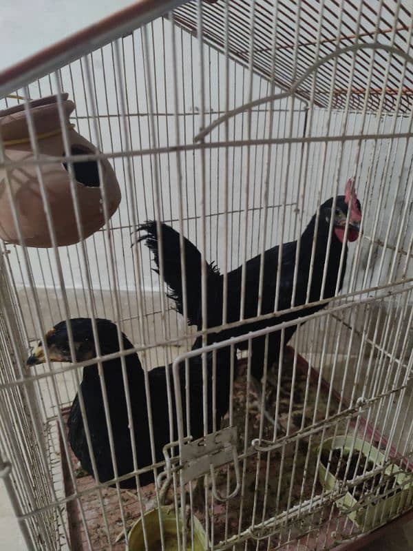 Australorp 2