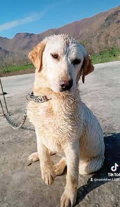 Labrador Female