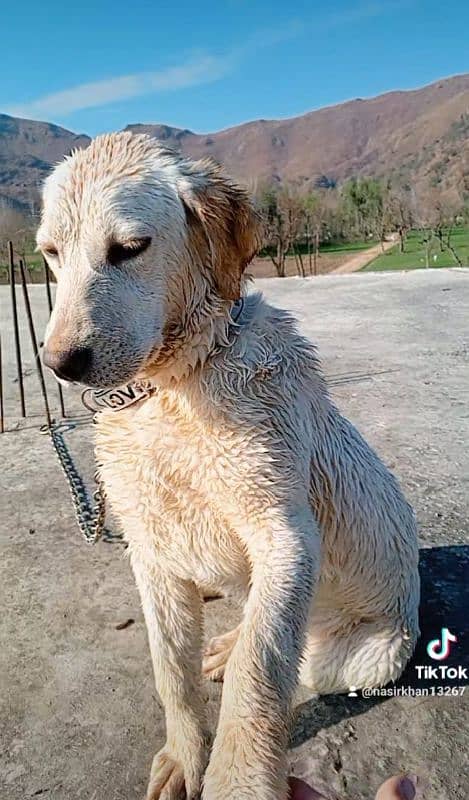 Labrador Female 1