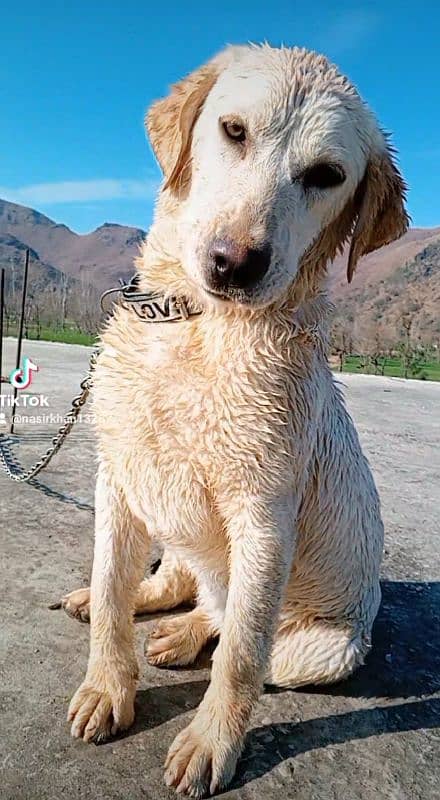 Labrador Female 2