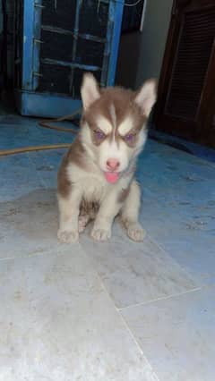 siberian husky puppy 0309.8283322