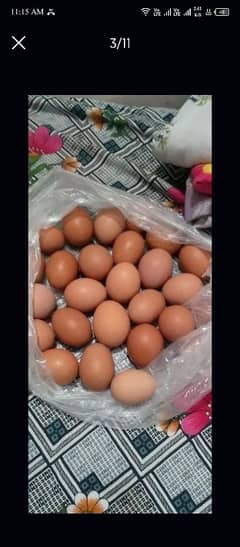 Brown eggs 360 per dozen