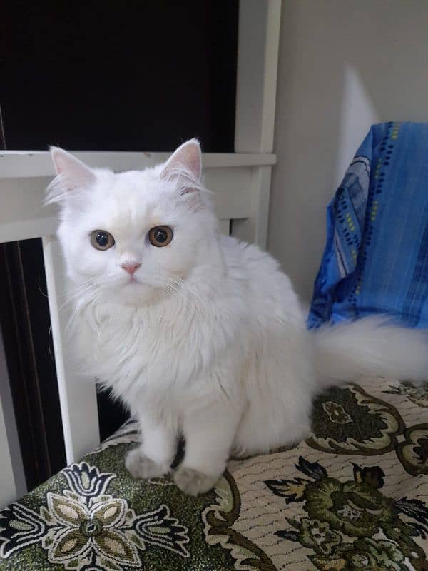 Beautiful White Persian Cat 0