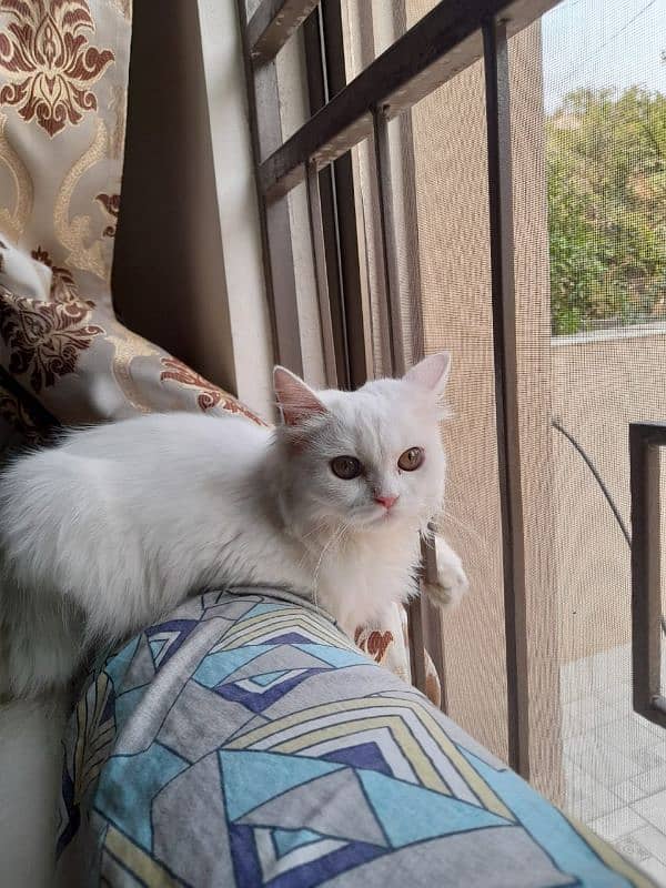 Beautiful White Persian Cat 1