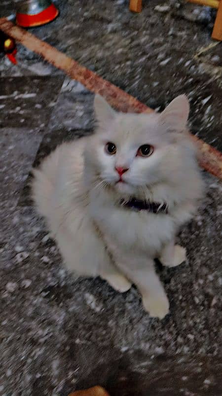 white cat 4