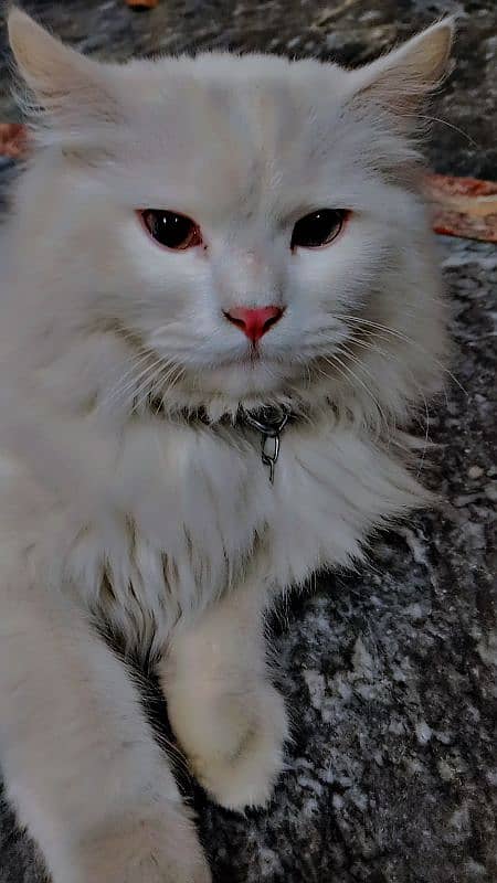 white cat 5