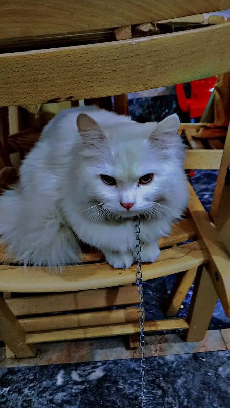 white cat 8