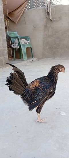 Rooster sale