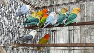 Love birds breeder pairs for sale