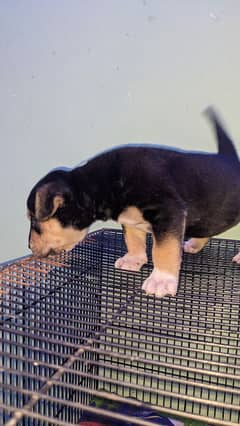 pitbull 1 month female