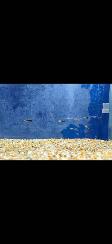 imported fancy guppy fish 5