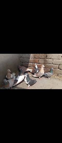 pigeons