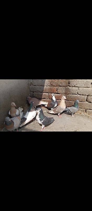 pigeons 2