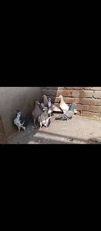 pigeons 5