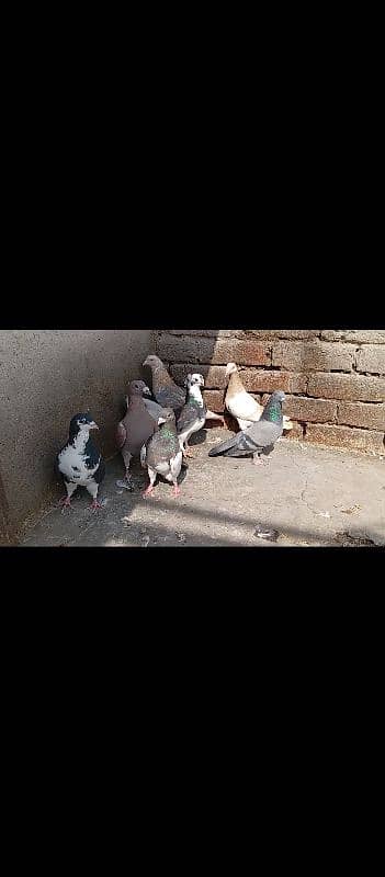 pigeons 6