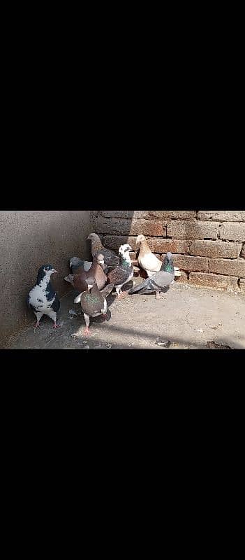 pigeons 7