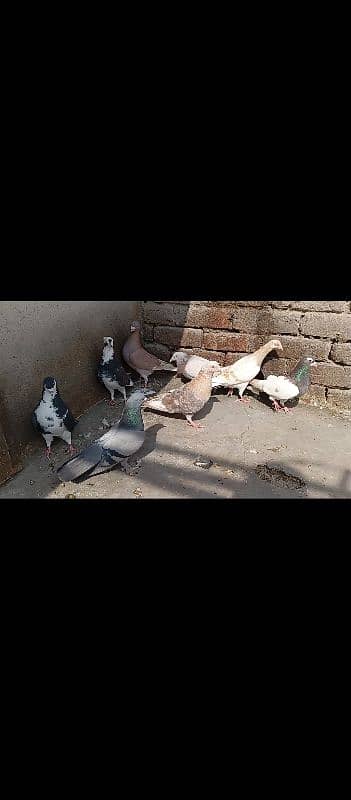 pigeons 9