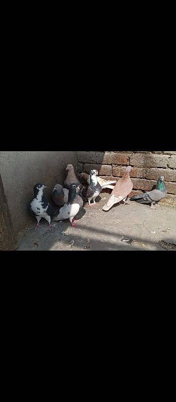 pigeons 12