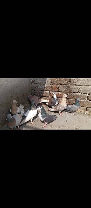 pigeons 14