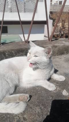 persion white cat