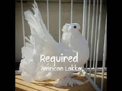 Amrican Lakka Required