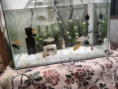 fish with aquarium for sale