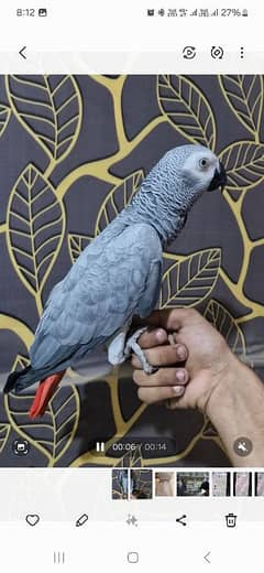 African grey tamed female