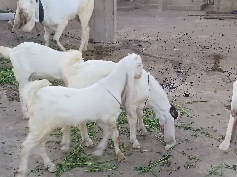 Gulabi Bakre aur Bakri. 0