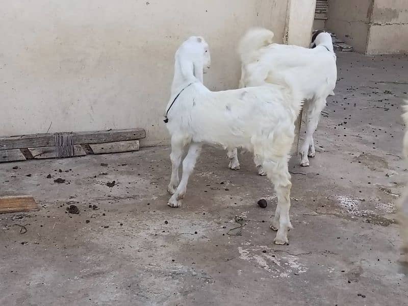 Gulabi Bakre aur Bakri. 1