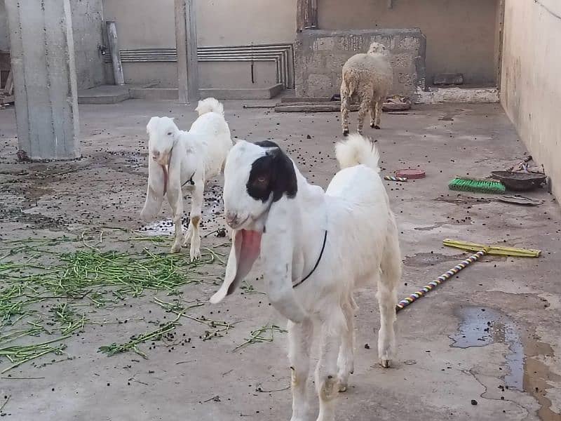 Gulabi Bakre aur Bakri. 2