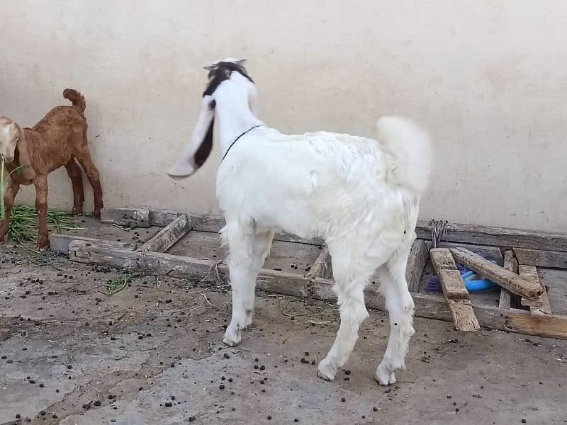 Gulabi Bakre aur Bakri. 4