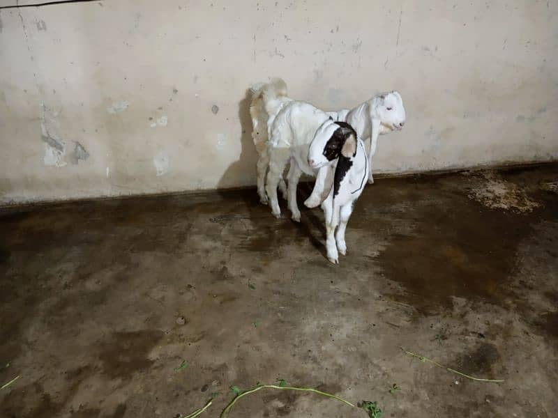 Gulabi Bakre aur Bakri. 6