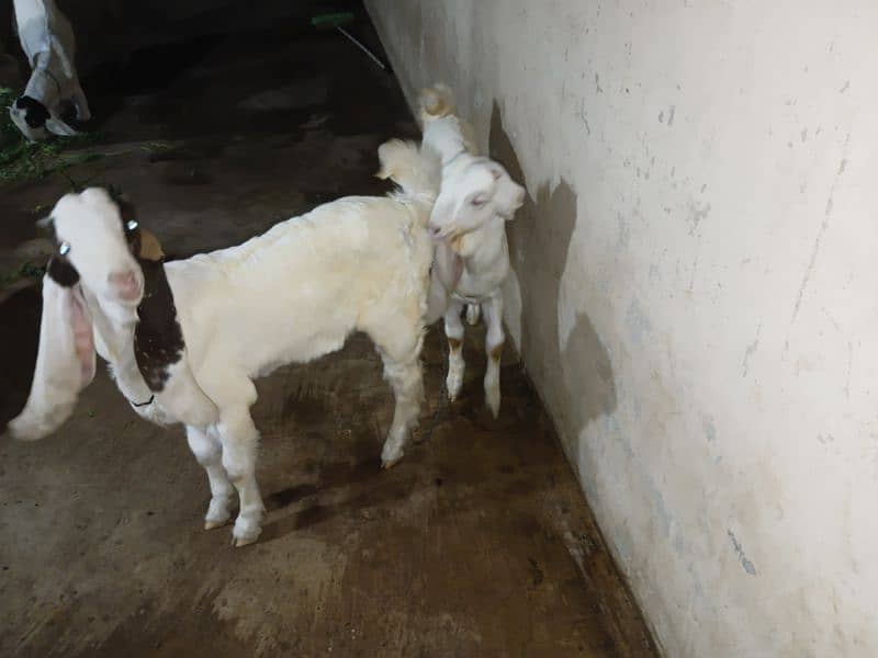 Gulabi Bakre aur Bakri. 7