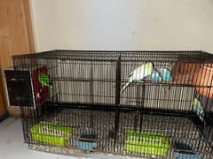 fisher breader pair and budgies with cage