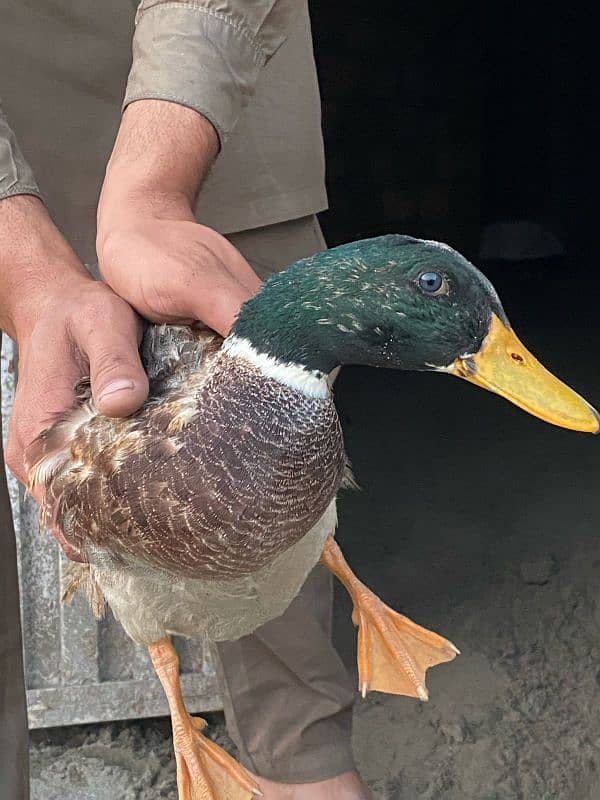 ducks |Duck |desi duck |  بطخ| khaki campbel duck |ducks pair for sale 3