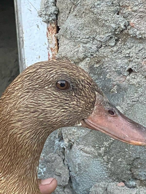 ducks |Duck |desi duck |  بطخ| khaki campbel duck |ducks pair for sale 4