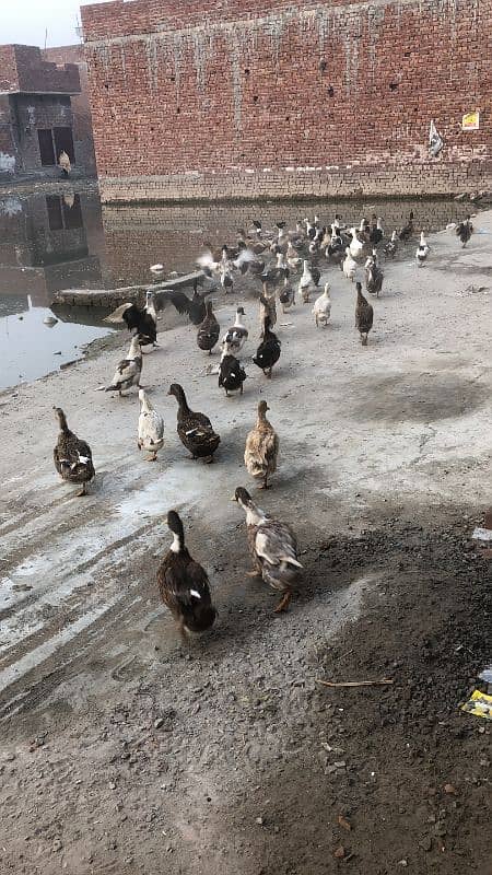 ducks |Duck |desi duck |  بطخ| khaki campbel duck |ducks pair for sale 10