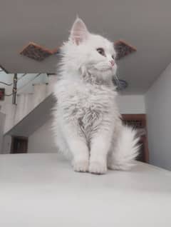 Persian cat triple coat