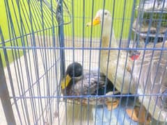 Duck for Sale