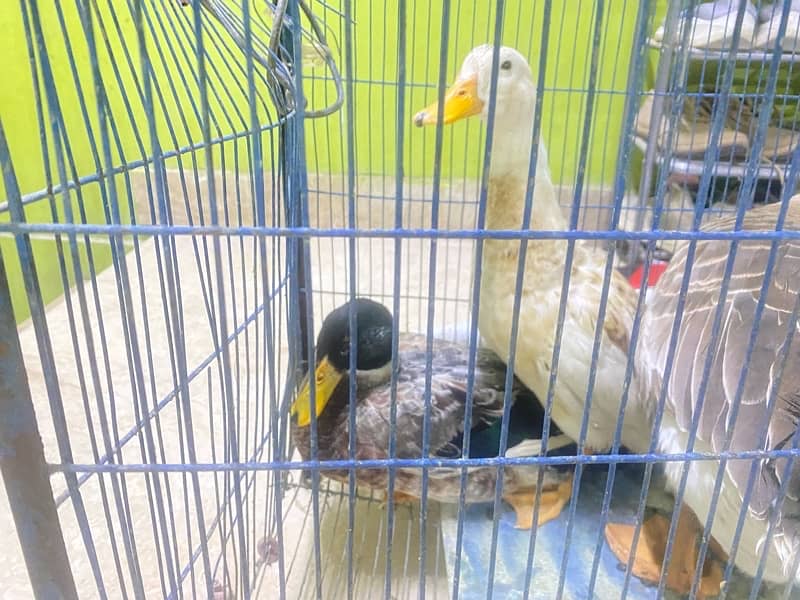 Duck for Sale 0