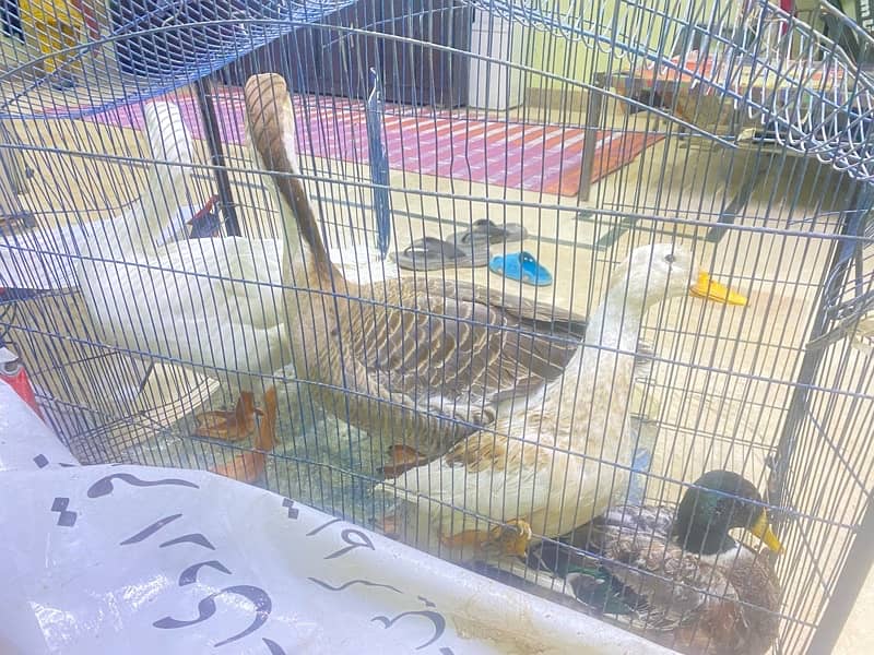 Duck for Sale 1