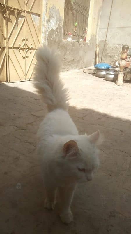 veri nice cat is all ok very friendli cat for sell 03038548515 1